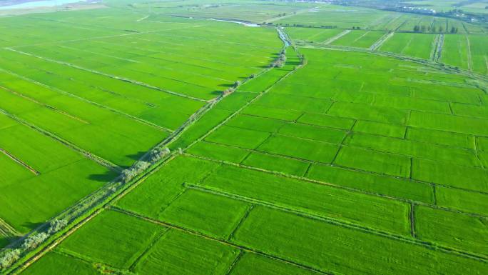 绿色田野绿色平原-有机稻田航拍农业大景