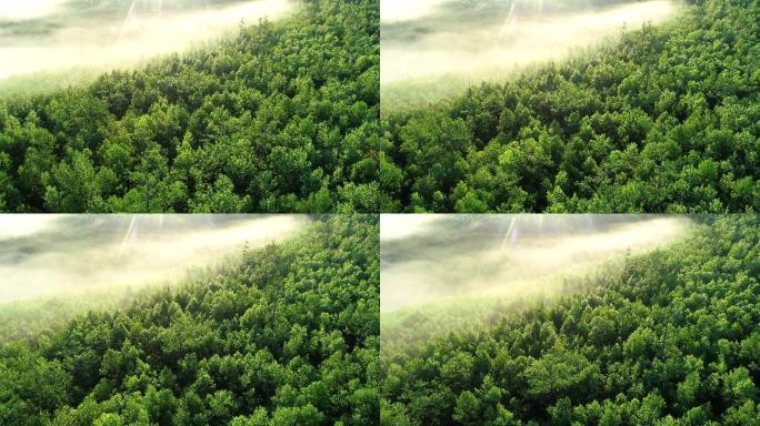 航拍云雾中的阳光树林