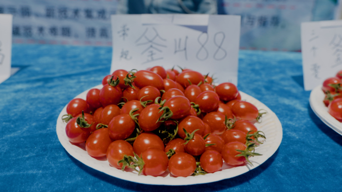 小番茄品种展示陈列4K