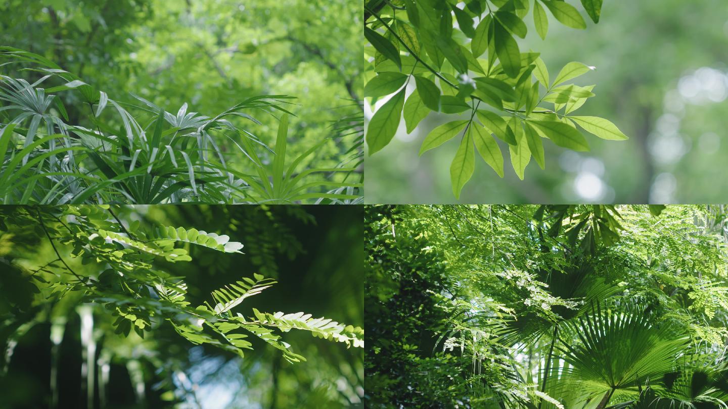 盛夏夏天绿植唯美植物阳光穿过树叶绿植空镜