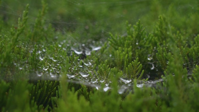 雨天植物