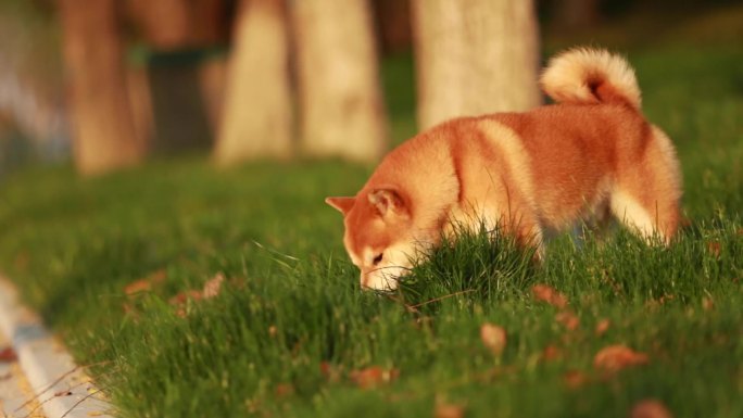 宠物狗柴犬