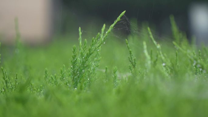 雨天植物-2