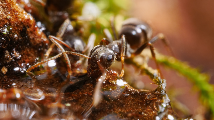 苔藓上的蚂蚁在干饭