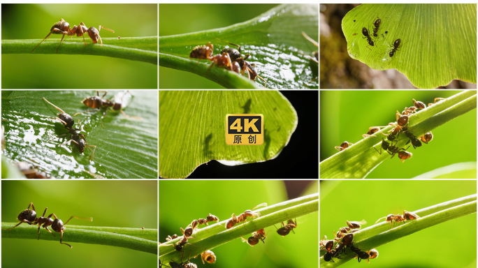 4k银杏叶上的蚂蚁觅食微距实拍