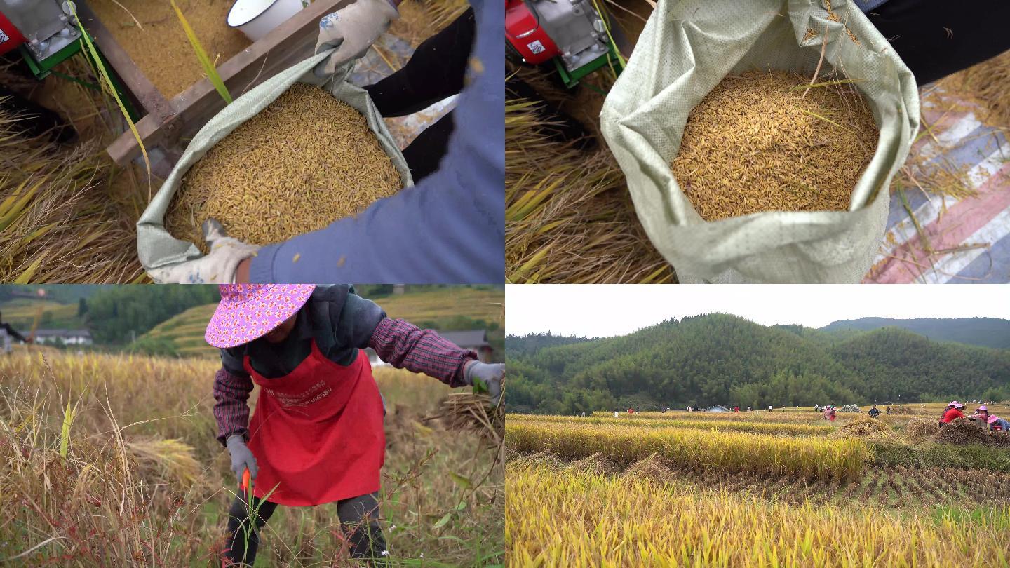 水稻 收获