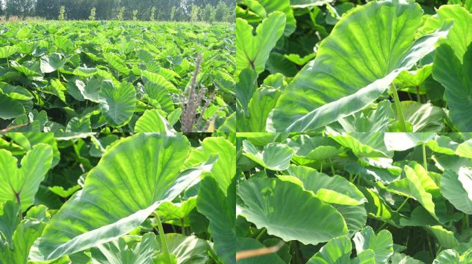 芋头 香芋 芋头地  芋头苗 毛芋