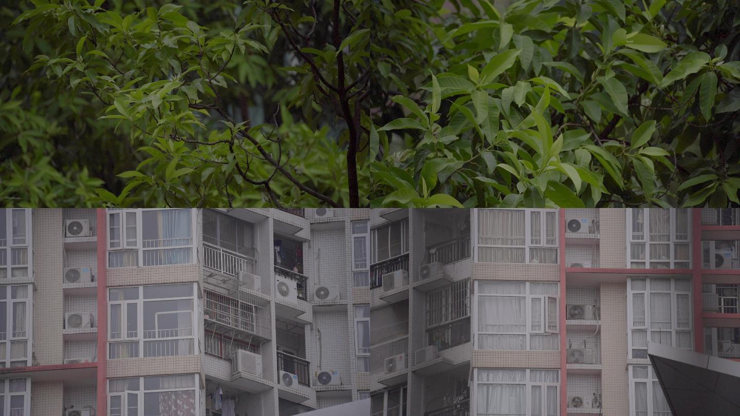 广州天河雨天树木树叶住宅楼房