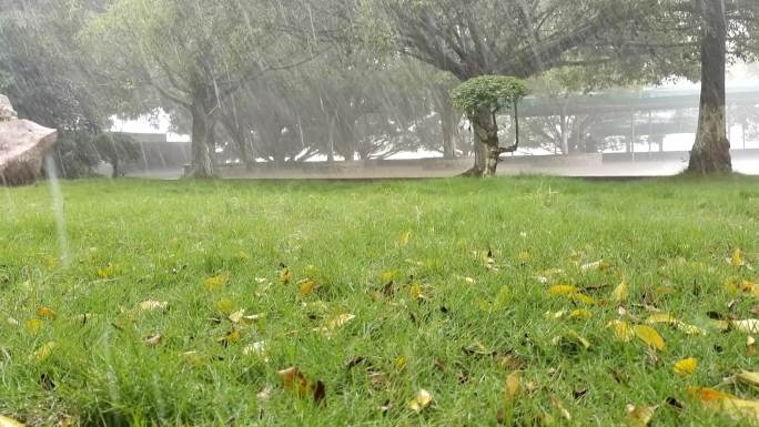 草地黄叶绿树雨景雨水雨滴伤感下雨视频素材