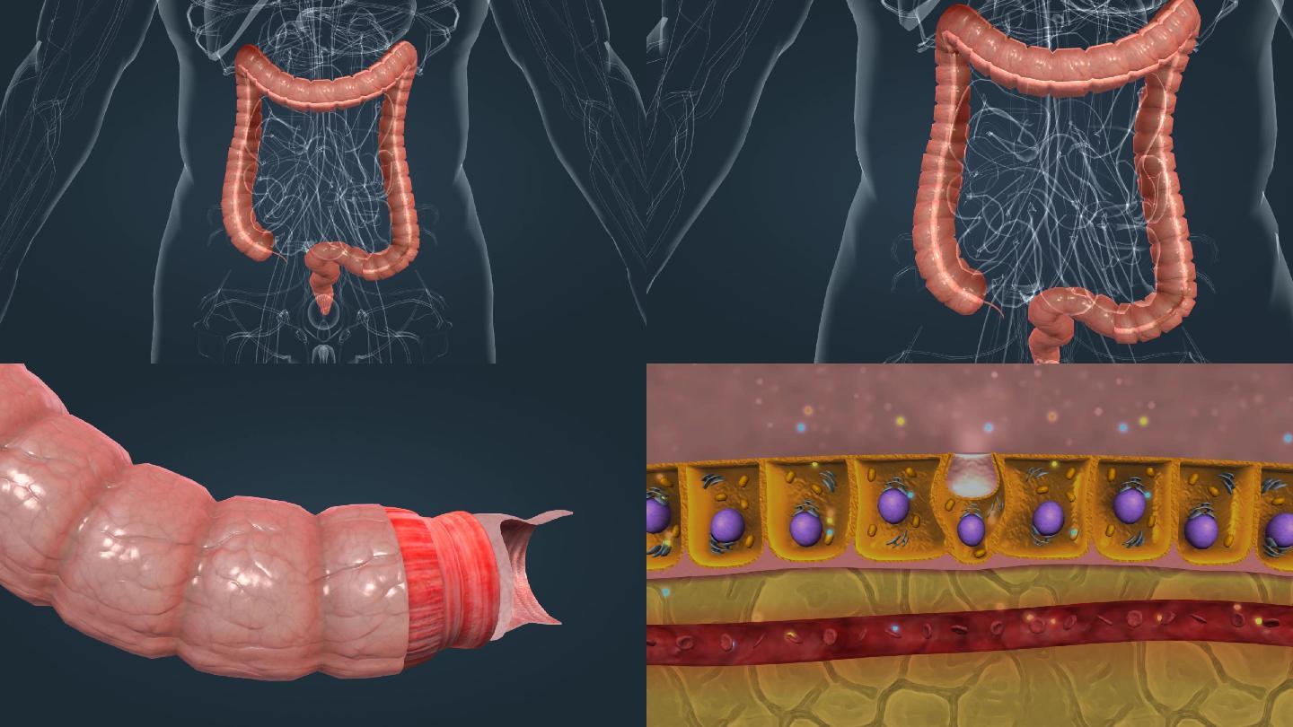 消化系统人体器官消化吸收过程三维动画