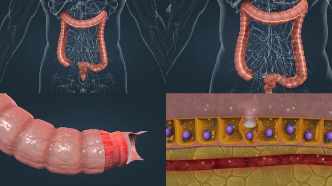 消化系统人体器官消化吸收过程三维动画