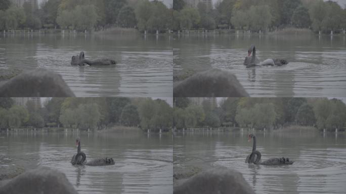 两只黑天鹅在公园水塘里嬉戏玩耍