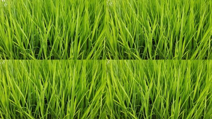 嫩嫩的秧苗水稻种苗青青绿色的水稻种苗水稻