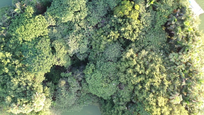 湖面绿色森林飞鸟绿色生态自然环境植被航拍