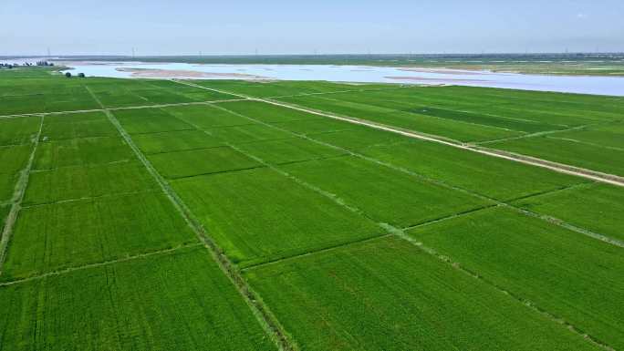 黄河河套绿色平原-农业发展