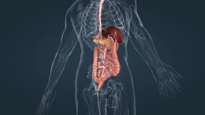 3D医学人体器官消化系统肠道三维动画