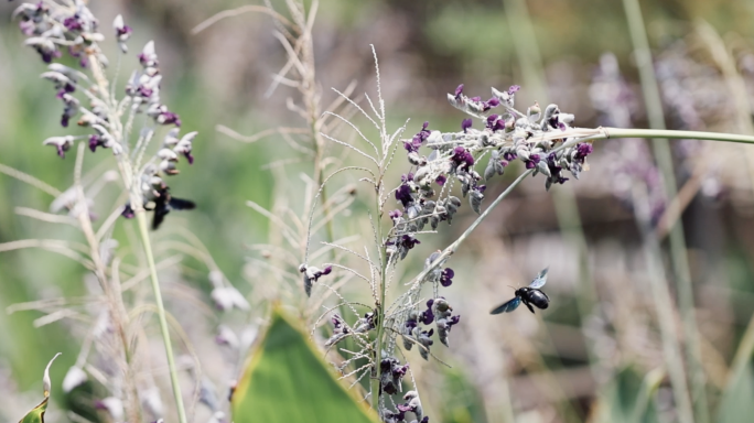 慢动作 黑蜂 蜜蜂 虎头蜂马蜂 采蜜 飞