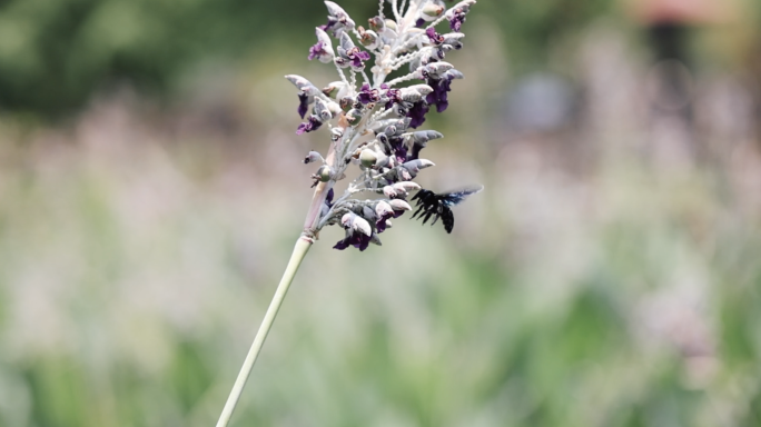 慢动作 黑蜂 蜜蜂 虎头蜂马蜂 采蜜 飞