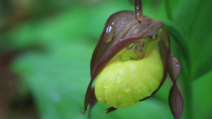 国家一级濒危保护植物杓兰