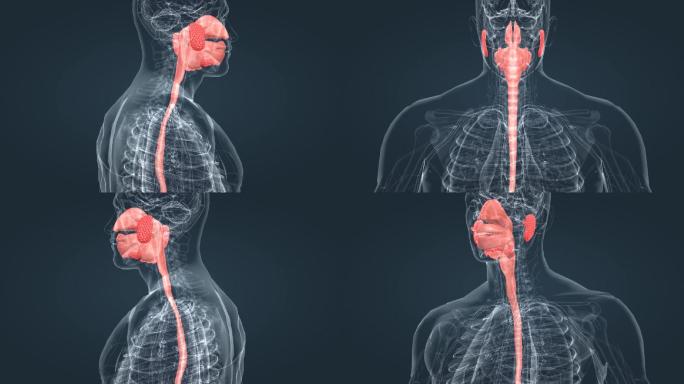 消化系统口腔咽食管肠道三维动画