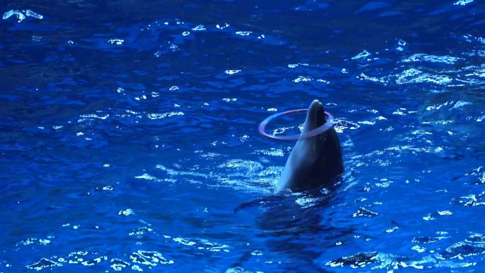 4k海豚表演秀杂技演出海底世界动物海洋
