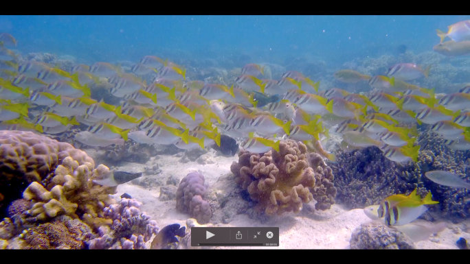 海洋海底热带鱼群彩色珊瑚礁热带潜水