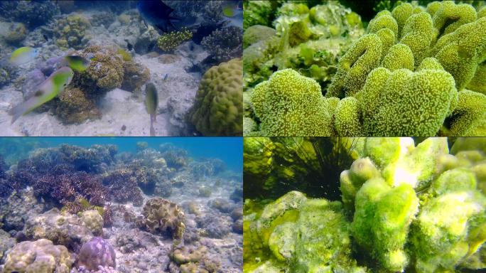 海洋海底热带鱼群彩色珊瑚礁热带潜水