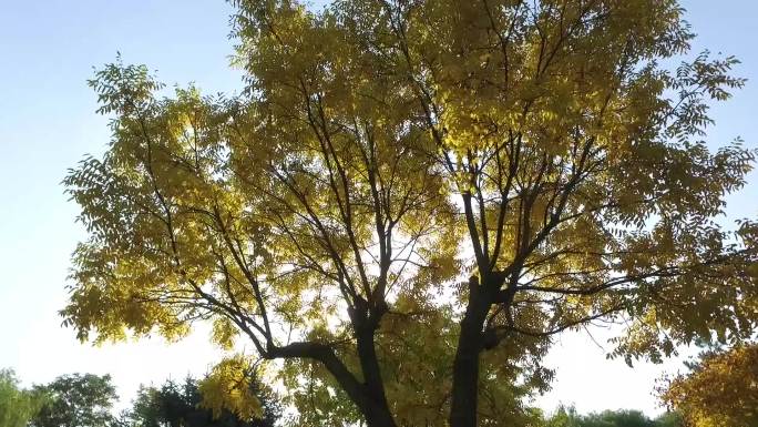 金秋黄叶仰拍秋天红黄叶树叶阳光透过树叶