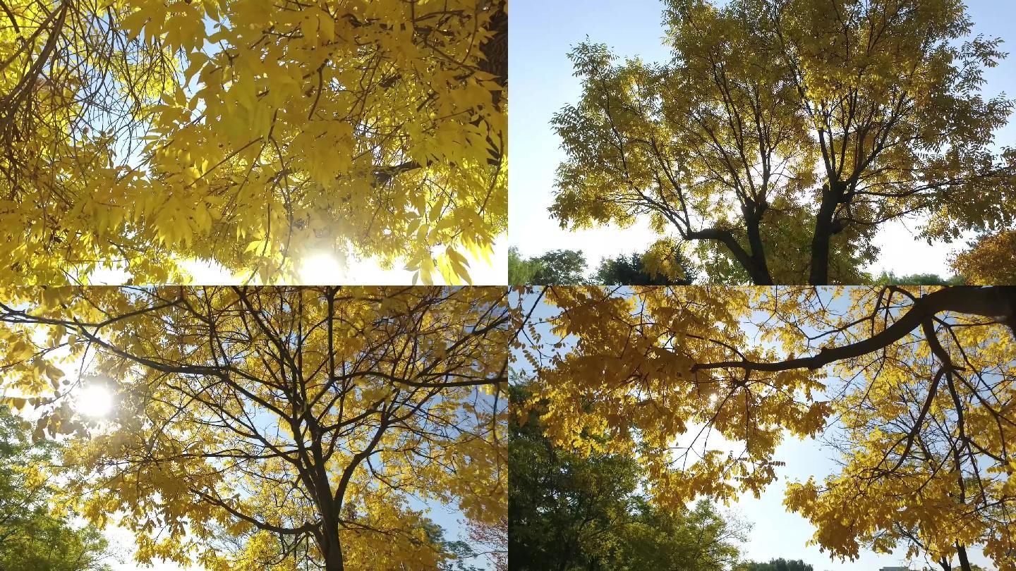 金秋黄叶仰拍秋天红黄叶树叶阳光透过树叶