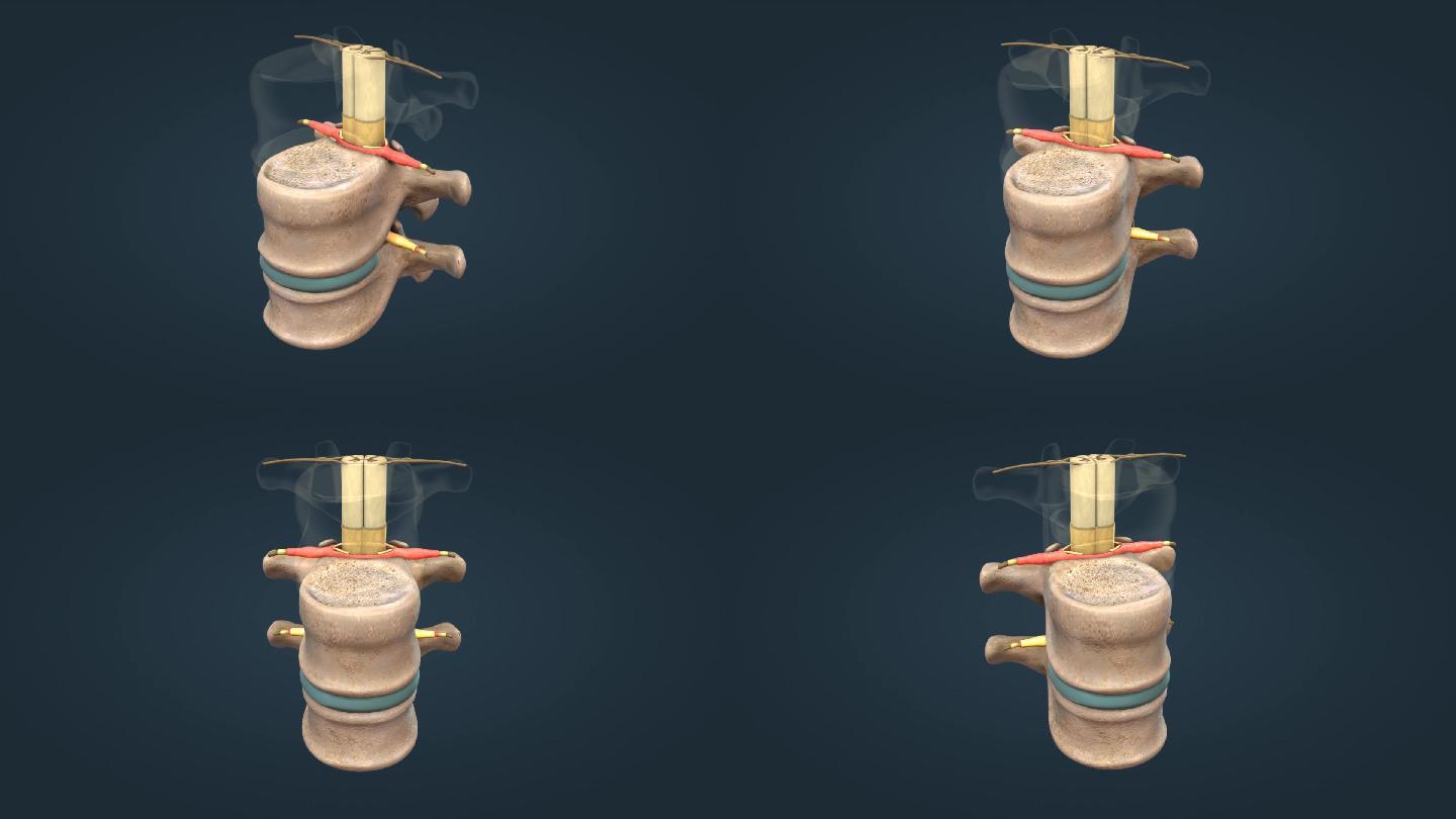 脊神经束白质硬脑膜软脑膜椎间盘医学动画
