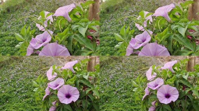 牵牛花晨曦照着牵牛花花藤阳光牵牛花太阳