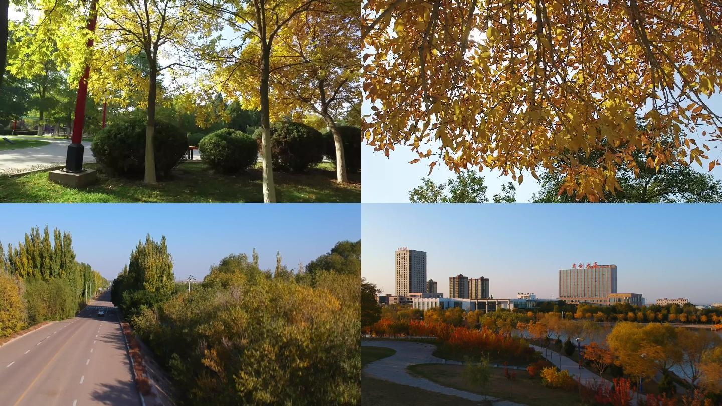 城市秋天秋天抒情阳光穿过透过树叶美好生活