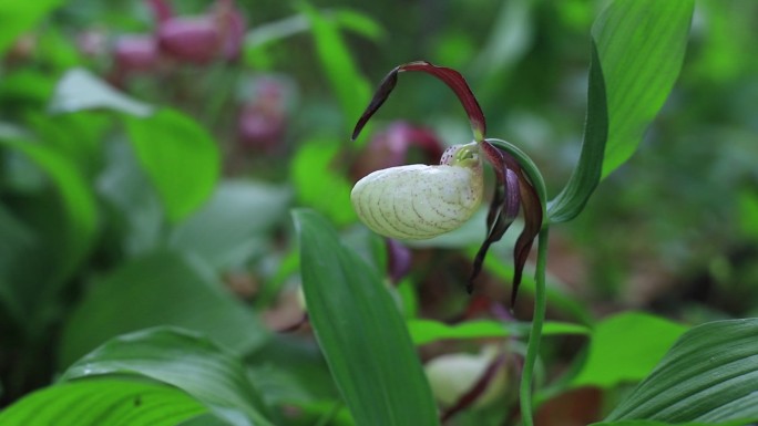 国家一级濒危保护植物杓兰