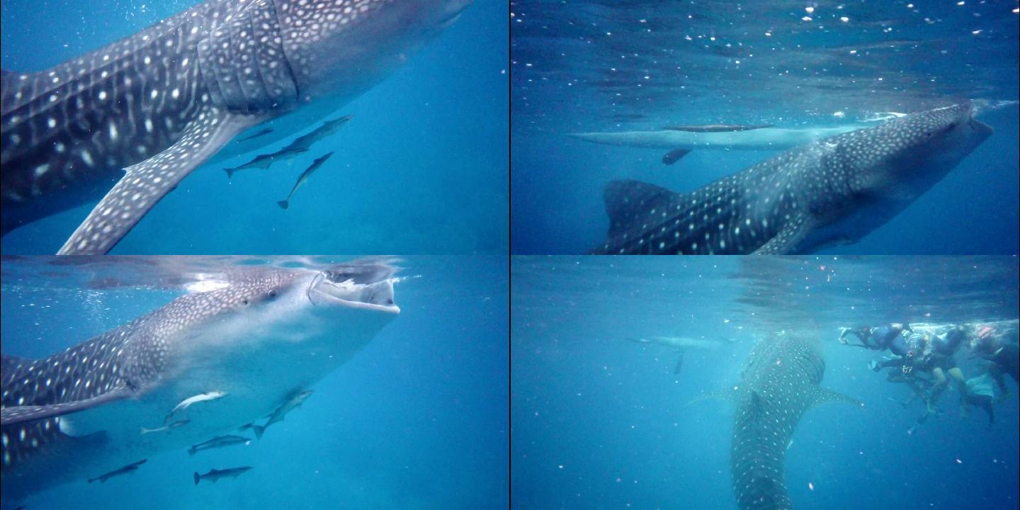 野生鲸鲨进食海洋鱼类鲸鱼濒危物种视频素材