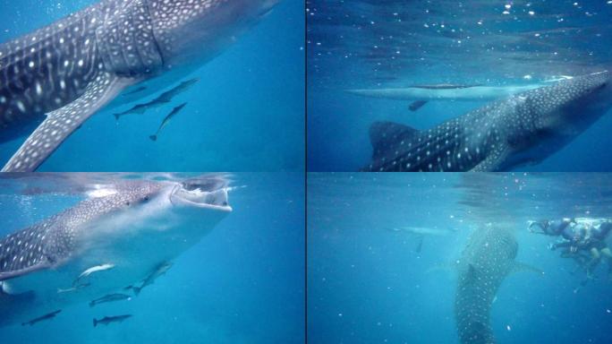 野生鲸鲨进食海洋鱼类鲸鱼濒危物种视频素材
