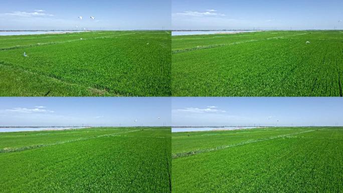 绿色生态-黄河稻田农业-鸟群飞过