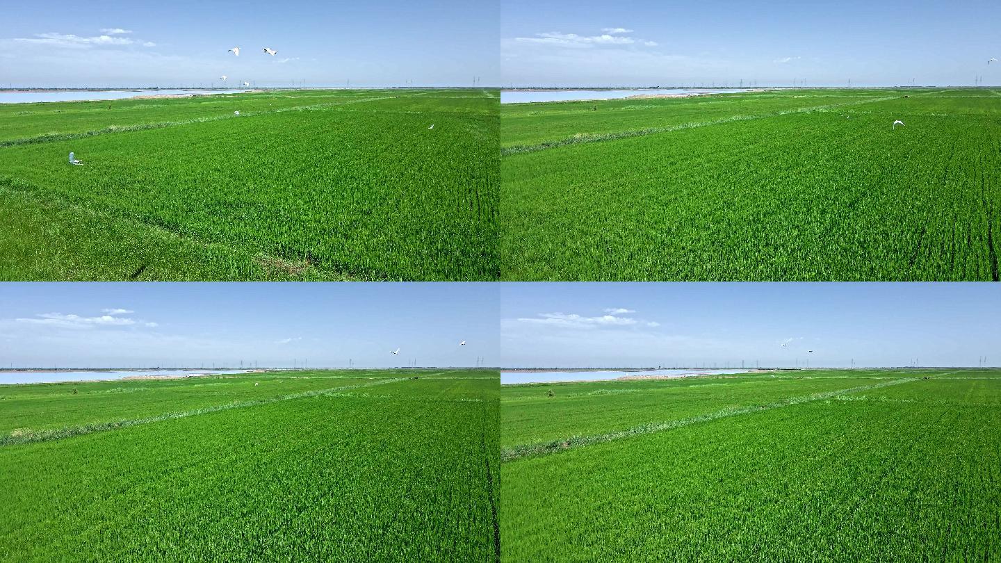 绿色生态-黄河稻田农业-鸟群飞过