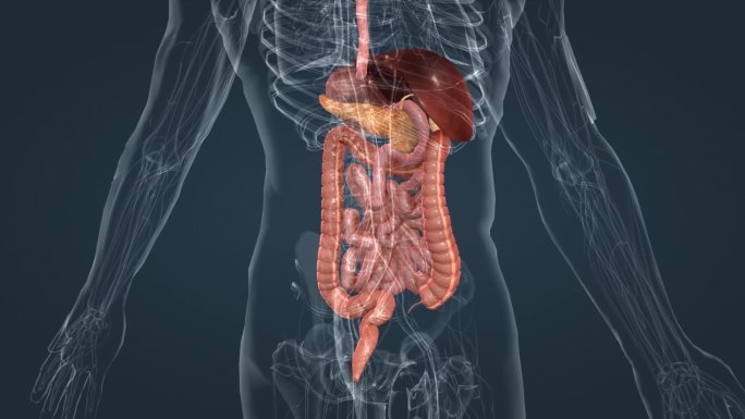 消化系统 咽 食管 肝 胃 胰腺 肠道