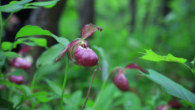 国家一级濒危保护植物杓兰