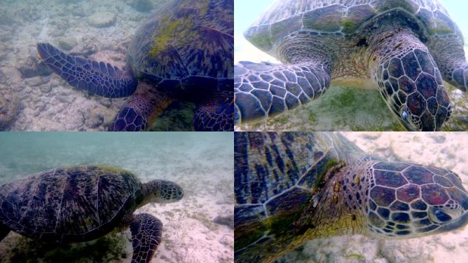 野生海龟觅食进食玳瑁龟濒危物种海洋生物