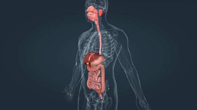 医学人体器官消化系统肠道