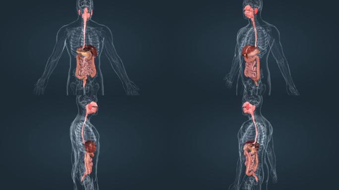 医学人体器官消化系统肠道