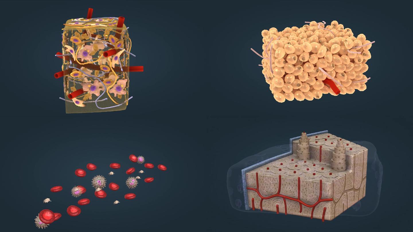 医学微观结缔脂肪肌腱胶原纤维骨组织血细胞