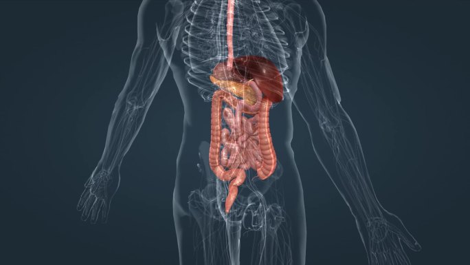 消化系统小肠盲肠结肠直肠阑尾肛门唾液腺