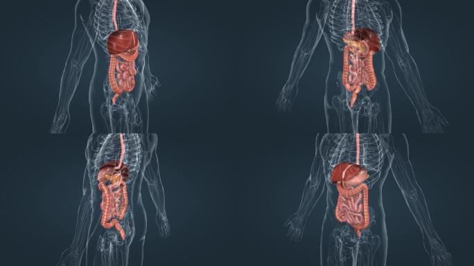 消化系统小肠盲肠结肠直肠阑尾肛门唾液腺