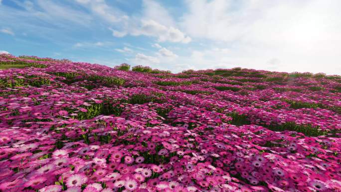 菊花花海