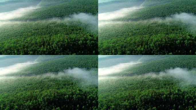 航拍绿色林海晨雾迷蒙