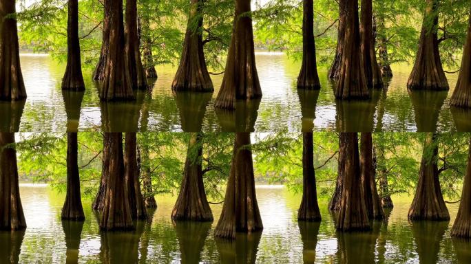 湖水中的树木