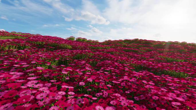 花海 菊花