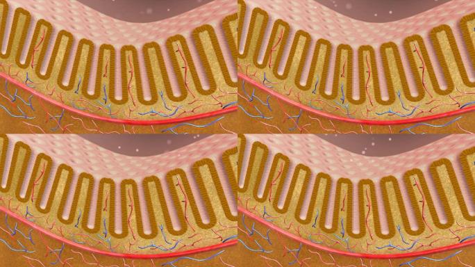 消化吸收 肠道黏膜 肠上皮细胞粘膜平滑肌